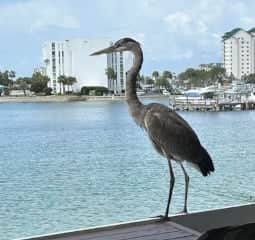 Sandpiper Cove, unit 1228 - Image 3