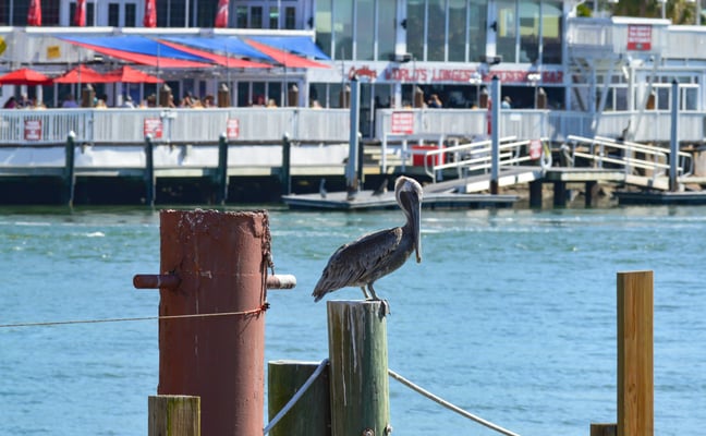 Pelican perched on a dock post with a waterfront restaurant in the background