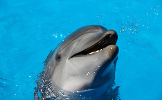 Dolphin close-up in blue water