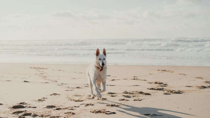 Pet Friendly Rentals